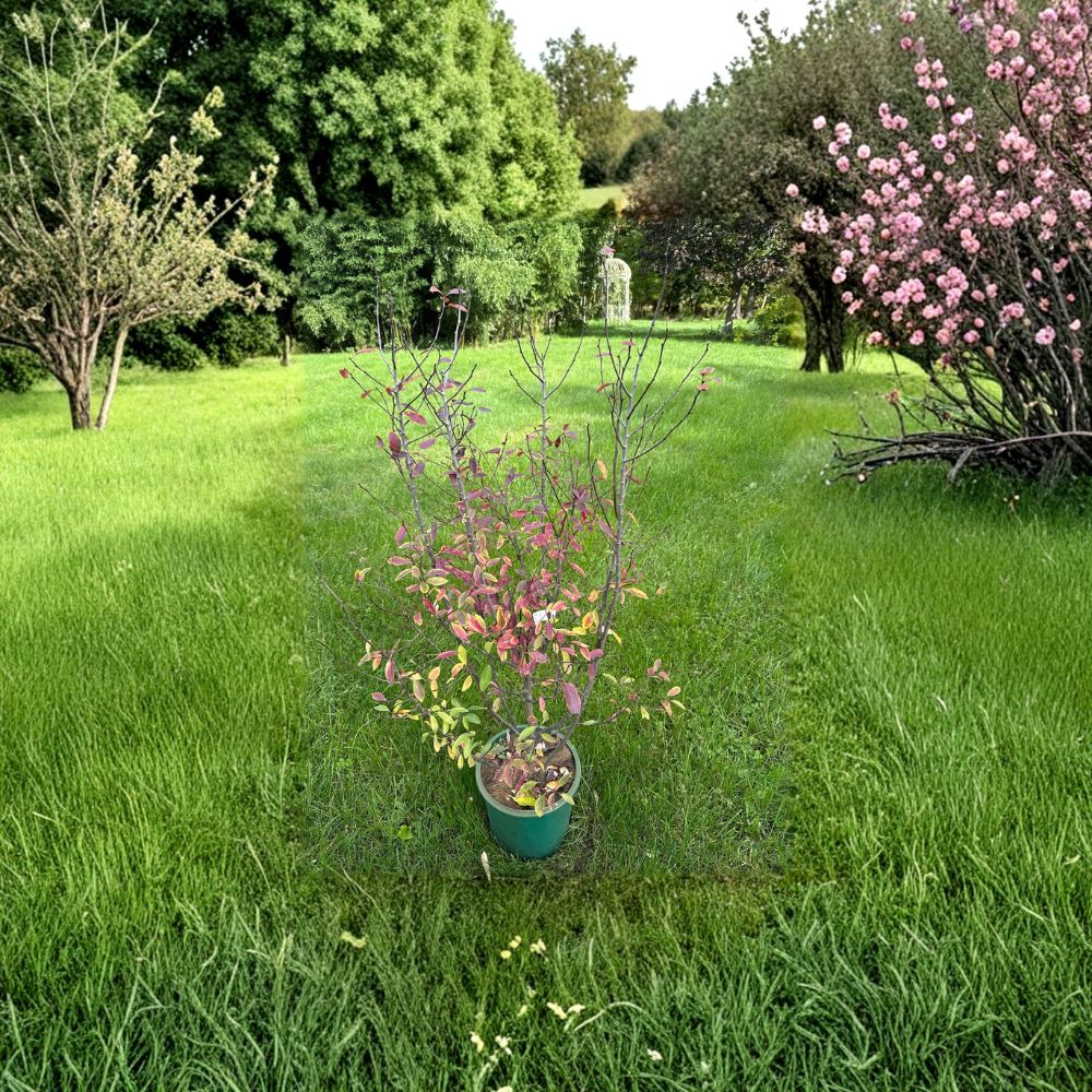 Nemopanthus mucronatus Female – Mountain Holly Live Plant | 18 Inch Tall in 2 Gallon Pot | Native Berry-Producing Shrub
