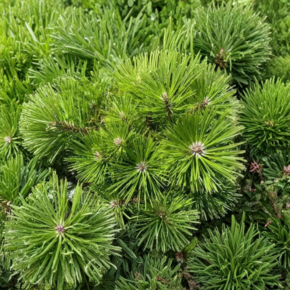 Pinus densiflora 'Vibrant' Japanese Red Pine Live Plant - 12 Inch, 1 Gallon Pot, Evergreen Conifer