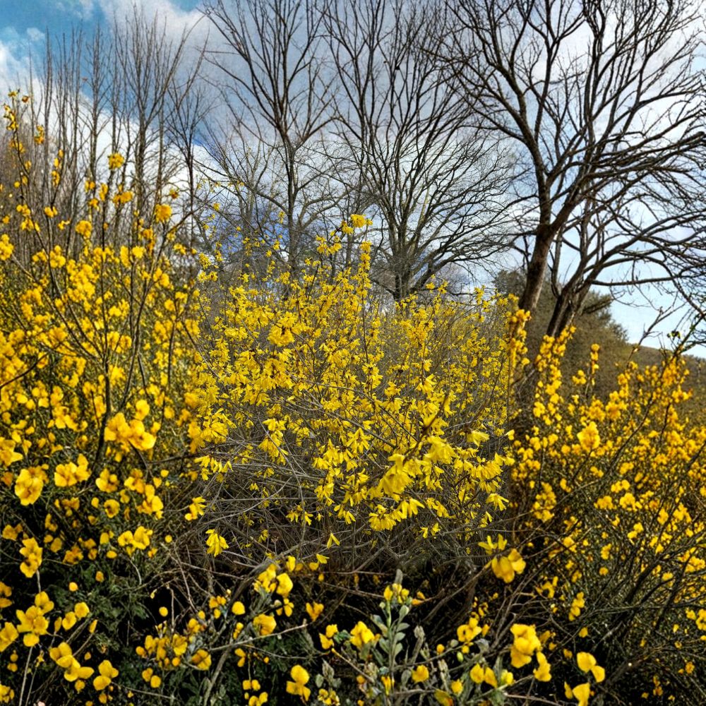 Forsythia mandschurica 'Vermont Sun' Live Plant | 2 Gallon Pot | Bright Yellow Spring Blooms