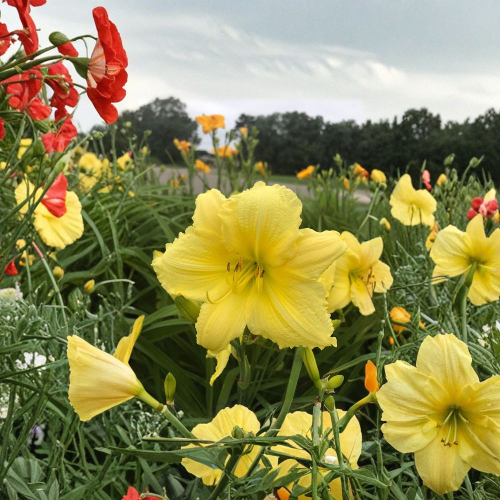 Hemerocallis 'Big Time Happy' Daylily – 3 Bare Root Plants | Lemon Yellow Reblooming Flowers | Hardy Perennial