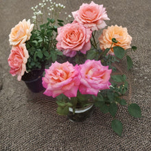 Broadway Rose Live Plant - 3 Gallon Hybrid Tea Rose with Golden Yellow & Pink Blooms