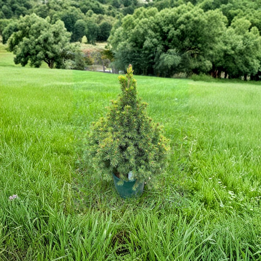 Picea glauca 'Summer Gold' – 12 Inch White Spruce Live Plant in 1 Gallon Pot