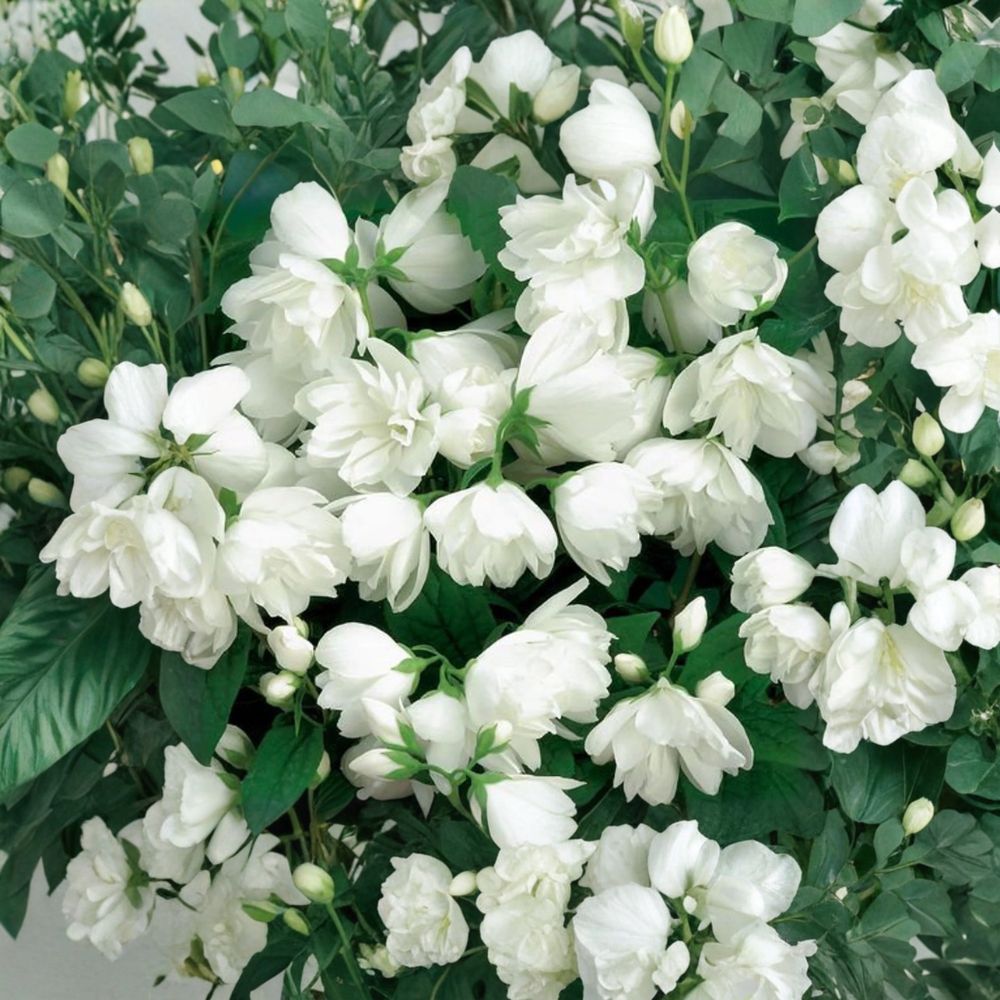Philadelphus virginalis 'Bouquet Blanc' – Fragrant Mockorange Shrub in 2 Gallon Pot