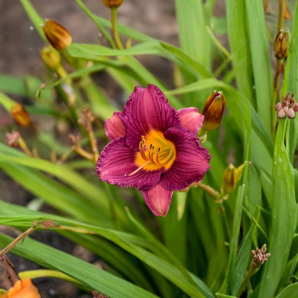 Purple De Oro Daylily 3 Pack | Hemerocallis 'Razzmatazz' Bare Root Perennials