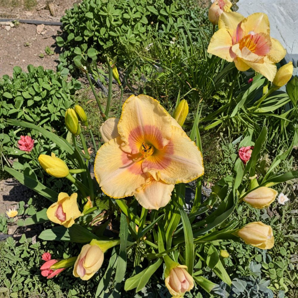 Hemerocallis 'Summer Blush' Daylily – 3 Bare Root Plants | Hardy Perennial Flower