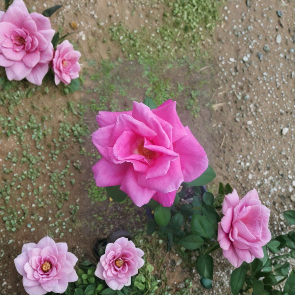 Perfume Delight Hybrid Tea Rose - Live Pink Rose Bush 2 Gallon | Fragrant Garden Shrub