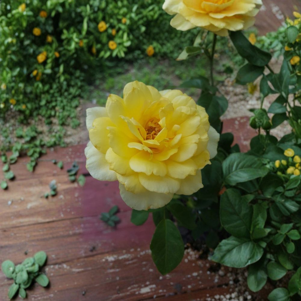 Sunsprite Floribunda Rose Live Plant – 3 Gallon Deep Yellow Fragrant Rose Bush