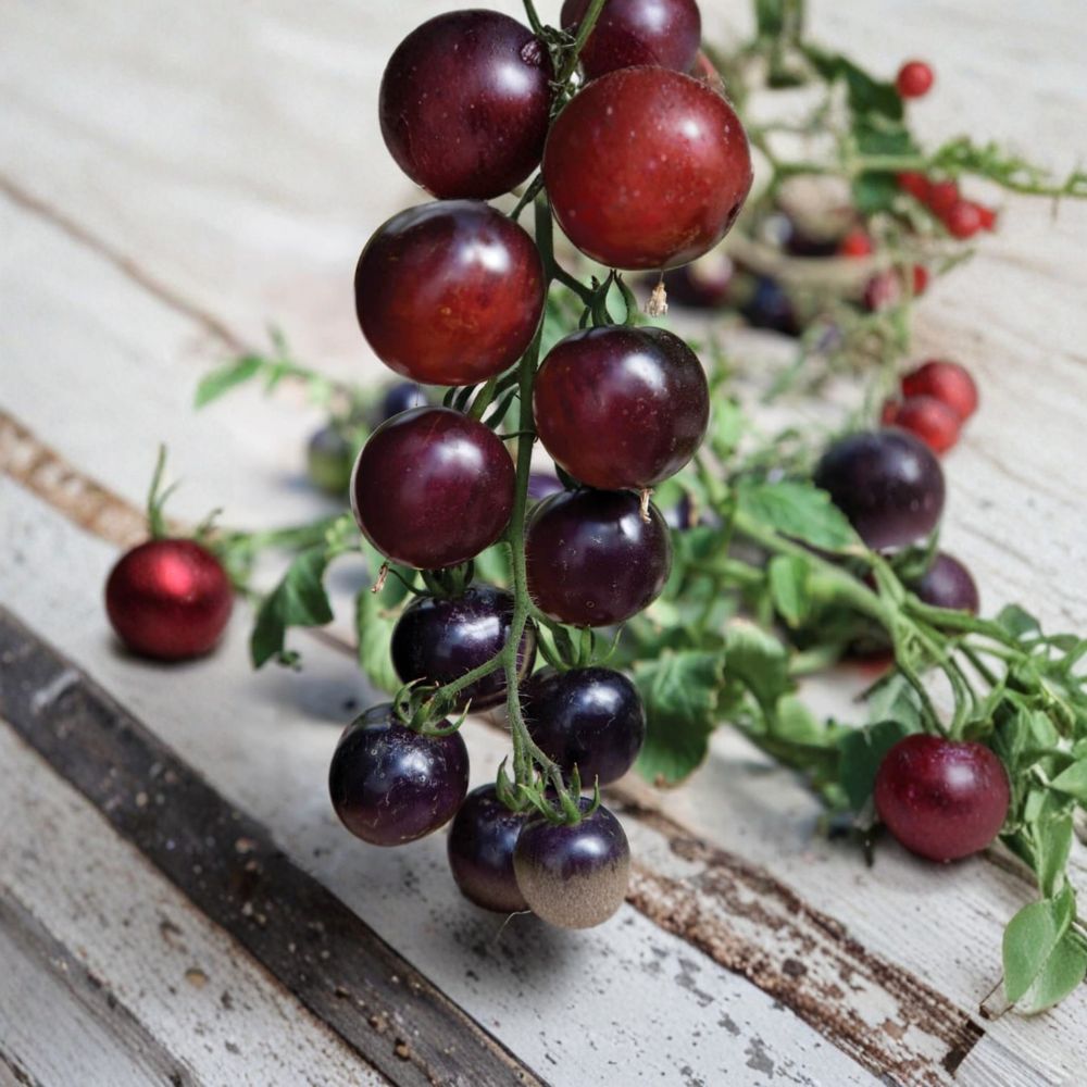 Indigo Rose Tomato Seeds | 50 Organically Grown Solanum lycopersicum | Anthocyanin-Rich Purple Tomatoes