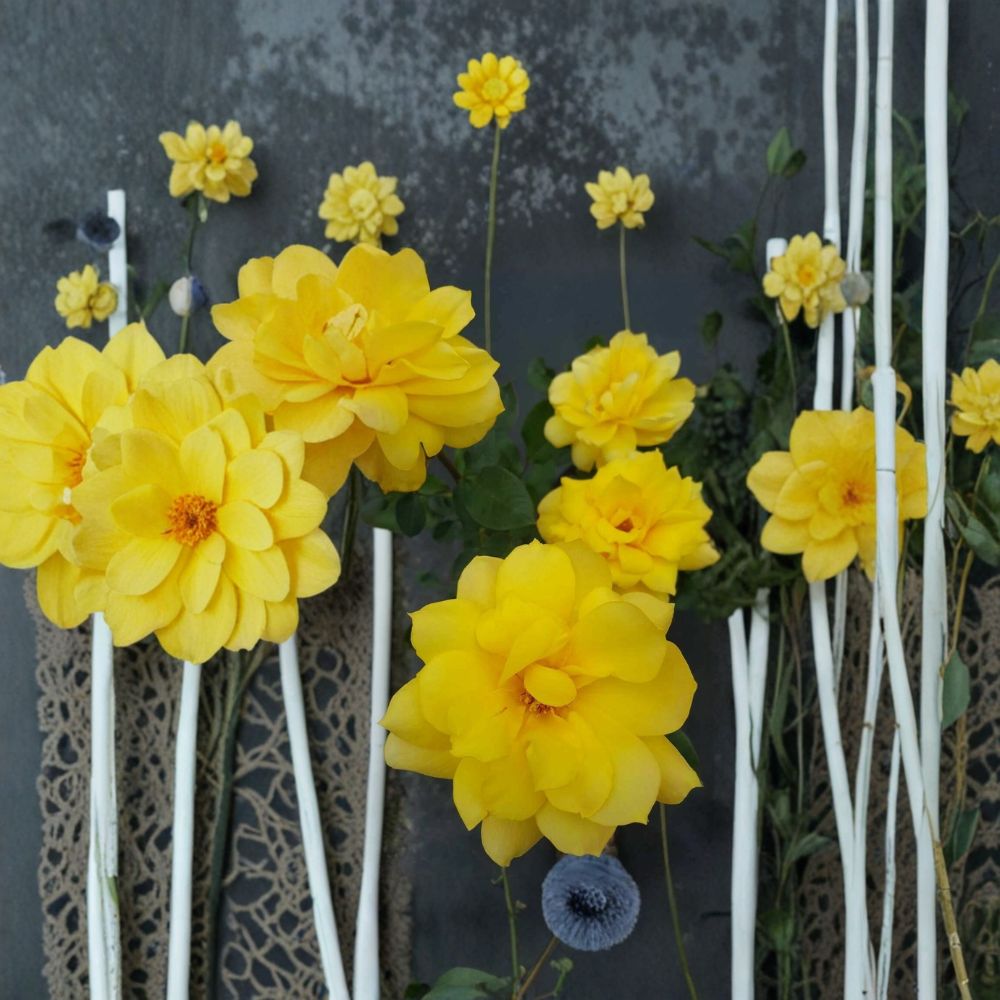Gold Glow Hybrid Tea Rose Live Plant - 2 Gallon Bright Yellow Fragrant Rose Bush