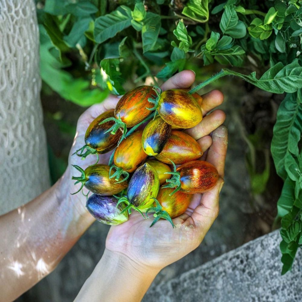 Brad's Atomic Grape Tomato Seeds – 50 Organic Solanum lycopersicum | Multi-Colored Anthocyanin-Rich Variety