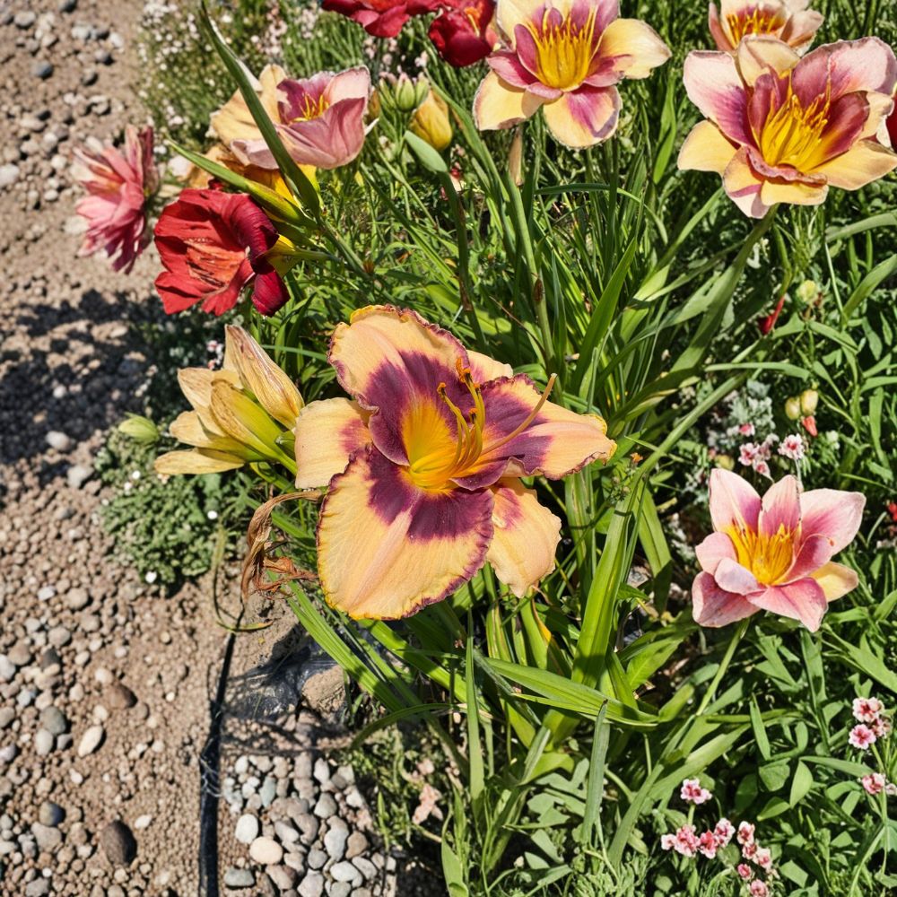 Hemerocallis 'Moon Music' Daylily – 3 Bare Root Plants | Hardy Perennial Flower