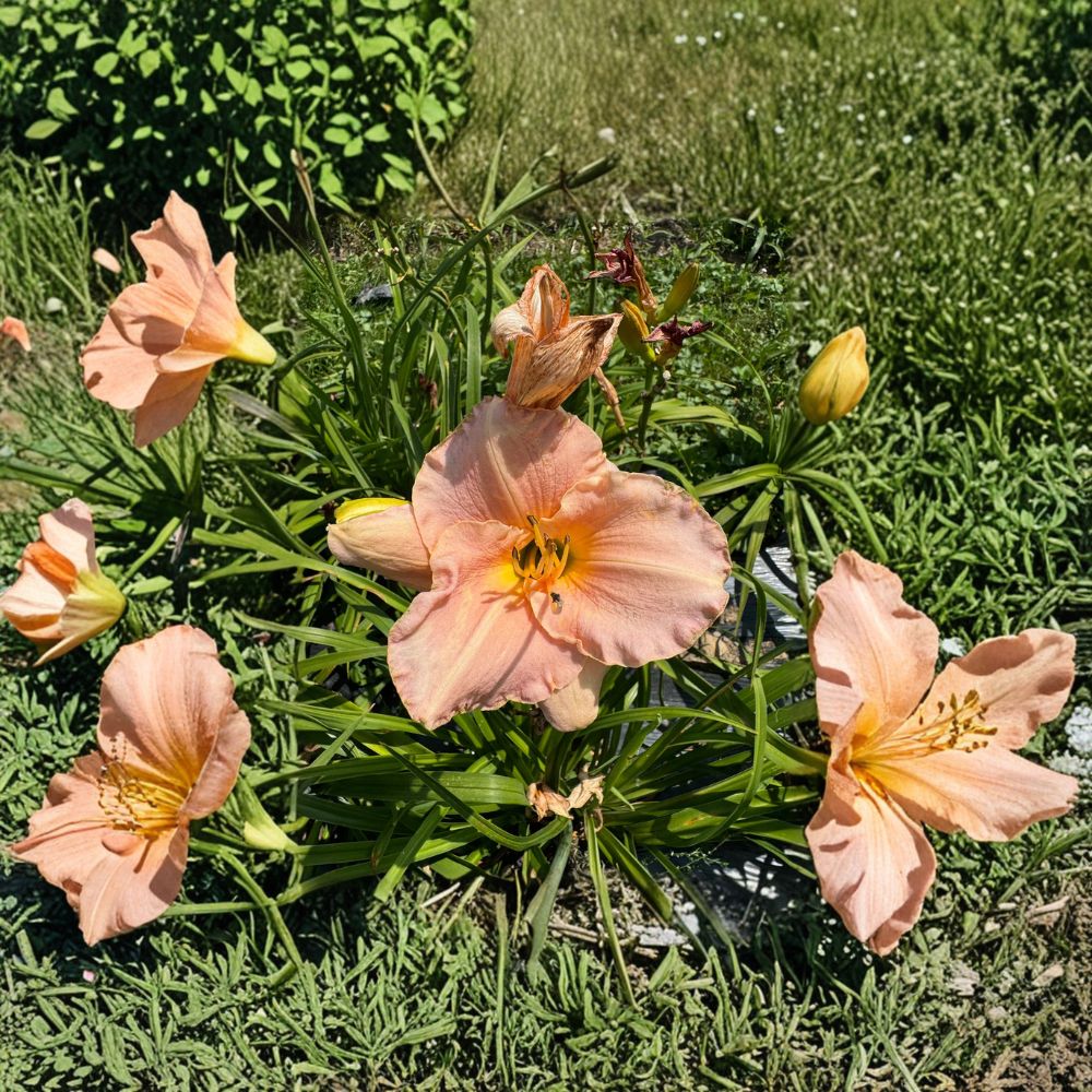 Hemerocallis 'Pewter Pink' Daylily – 3 Bare Root Plants | Hardy Pink Perennial Flower