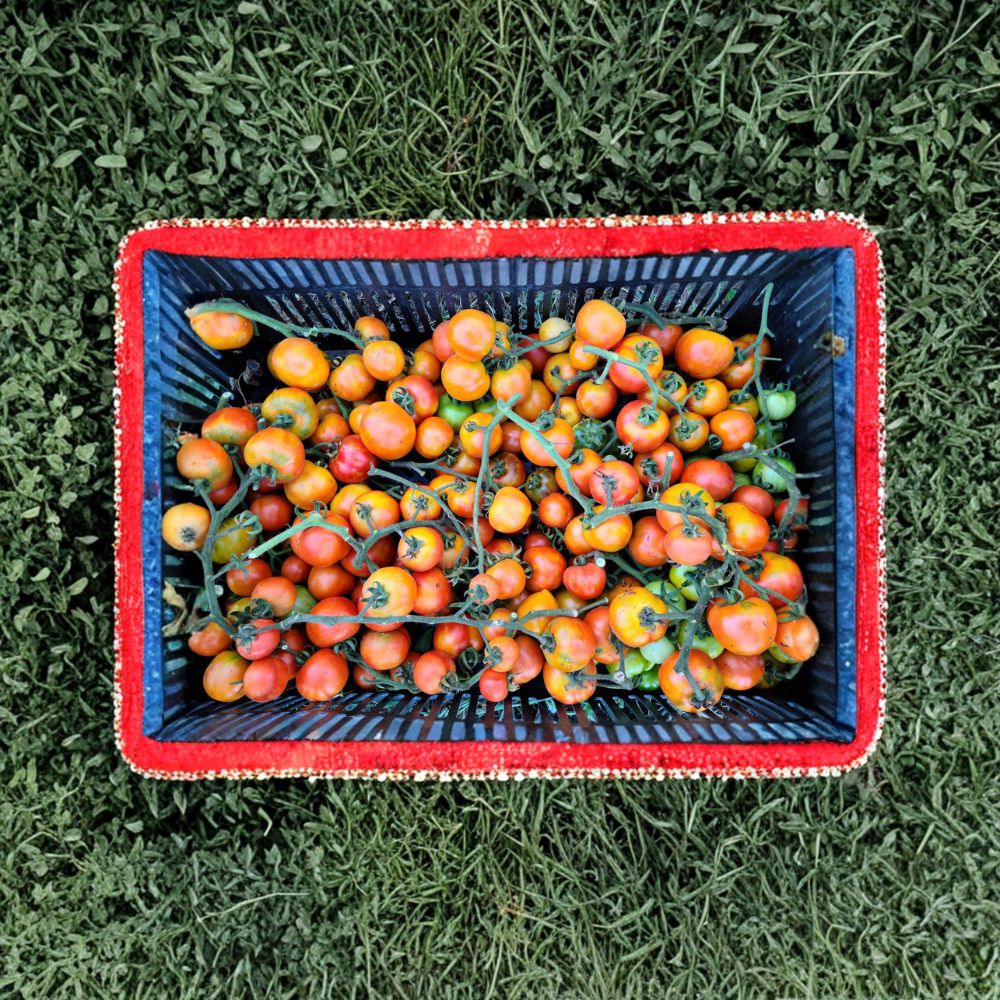 Giallorosso di Crispiano Tomato Seeds – 50 Organically Grown Rare Italian Heirloom