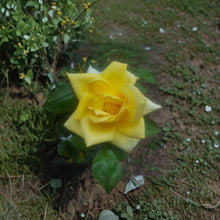 Oregold Grandiflora Rose Live Plant – 1 Gallon Golden Yellow Rose Bush