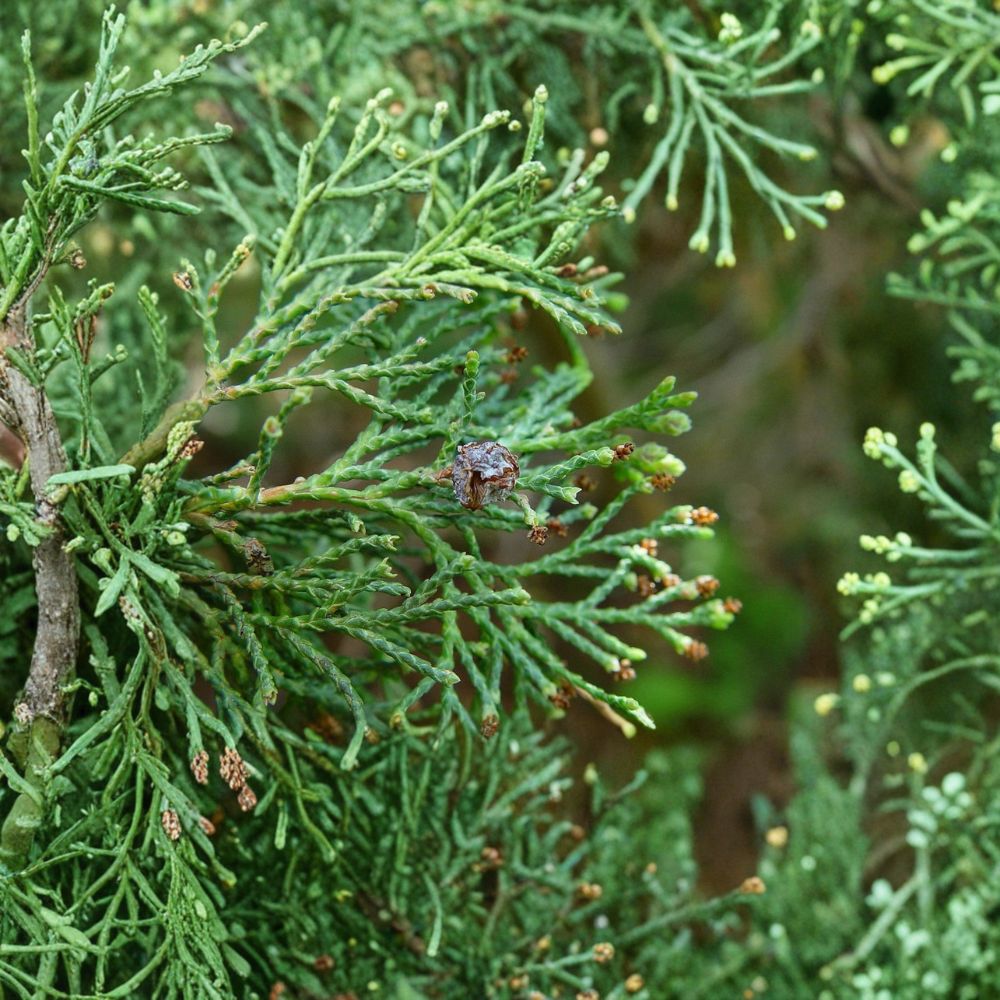 Little Jamie Atlantic White Cedar – Native Dwarf Evergreen in 1 Gallon Pot | Chamaecyparis thyoides