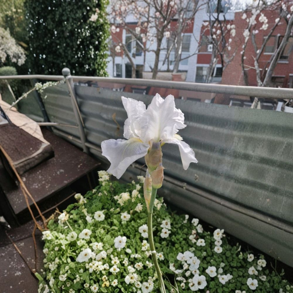 Iris 'Avanelle' Bearded Iris Rhizomes 3 Pack | Ruffled White Blooms & Deep Yellow Beard | Hardy Perennial