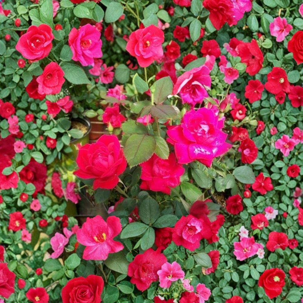 Double Knock Out® Rose Live Plant | 5 Gallon | Disease Resistant Red Flowering Shrub