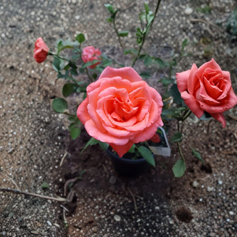 Tropicana Hybrid Tea Rose Live Bush Plant 3 Gallon - Rooted Rose for Garden & Landscape