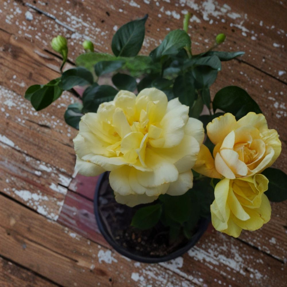 Sunsprite Floribunda Rose – Rosa hybrida Live 2 Gallon Plant with Deep Yellow Flowers
