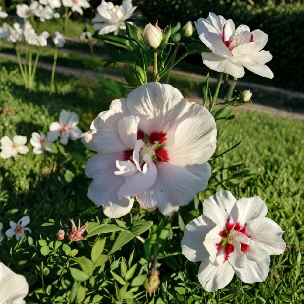 Double Flower White Althea Rose of Sharon – 3 Gallon Live Hibiscus syriacus Shrub