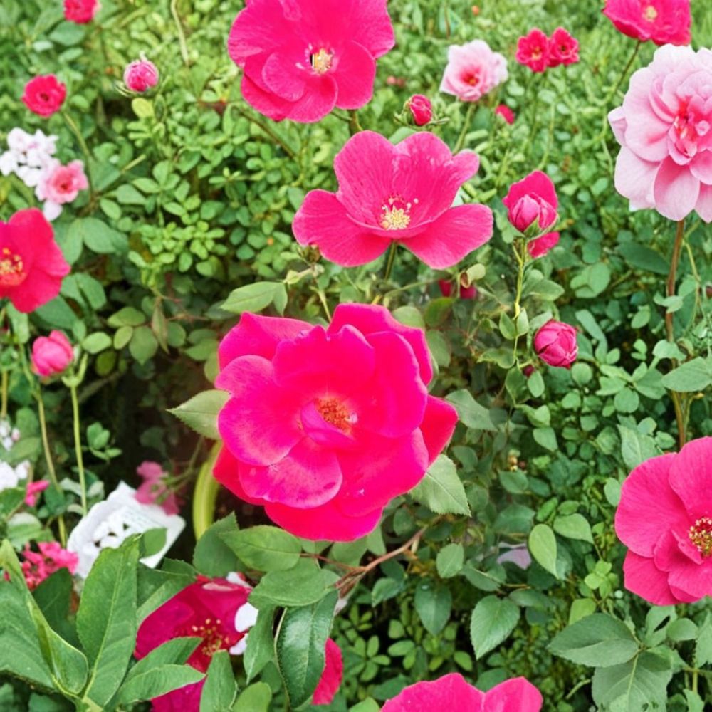 Red Knock Out® Rose Live Shrub | 2 Gallon Cherry Red Blooms | Disease Resistant Earth-Kind® Rose