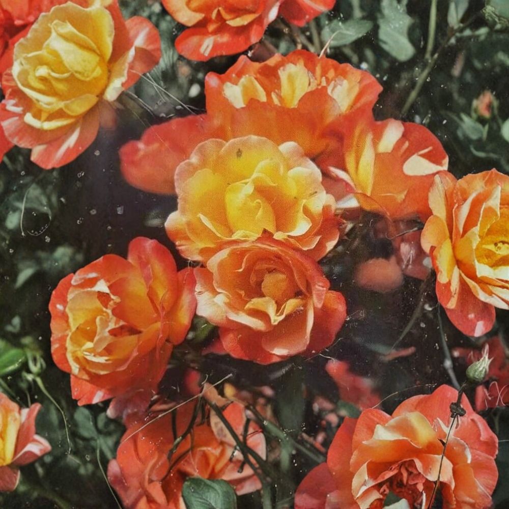Climbing Piñata Rose – Live 2 Gallon Climbing Rose Plant with Yellow & Vermilion Orange Blooms