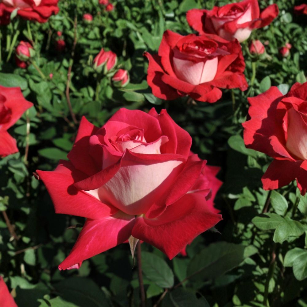 Love Grandiflora Rose Live Plant | 3 Gallon Ruby Red & White Fragrant Rose Bush