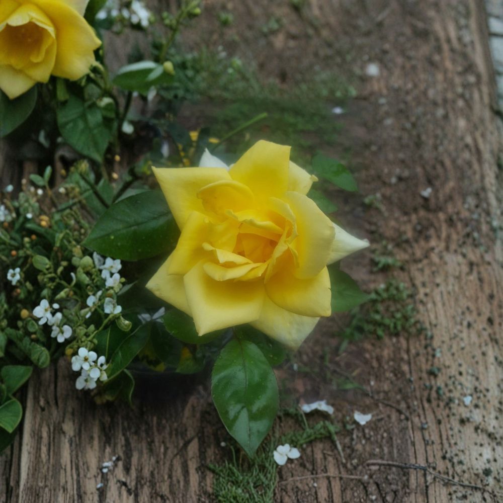 Oregold Grandiflora Rose Live Bush Plant | 2 Gallon Rooted Rose for Garden & Landscape