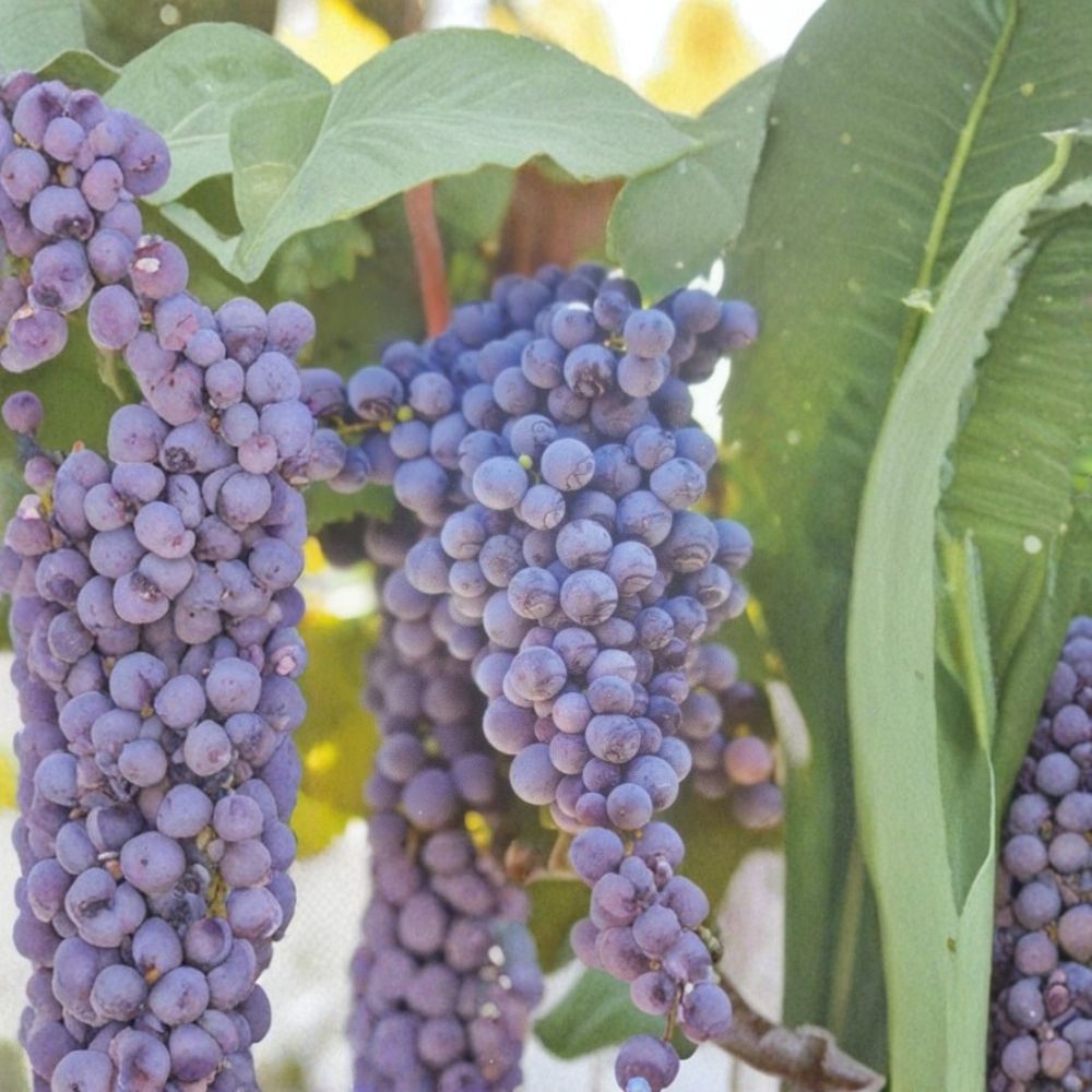 Fredonia Grape Vine Live Plant - Vitis labrusca | 2 Gallon, Cold Hardy Fruit Vine