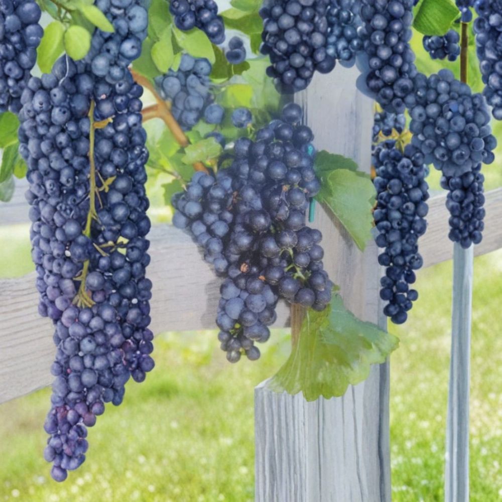 Mars Seedless Grape Vine – Vitis labrusca 'Mars' Live Plant | 3 Gallon | Hardy Seedless Fruit Vine
