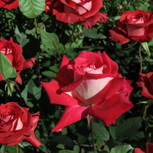 LOVE Grandiflora Rose Live Bush Plant | 5 Gallon Rooted Rose for Garden & Landscape