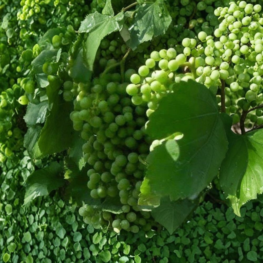 Chardonnay White Wine Grape Vine – Vitis vinifera Live Plant | 4–6 Feet Tall | Self-Fertile