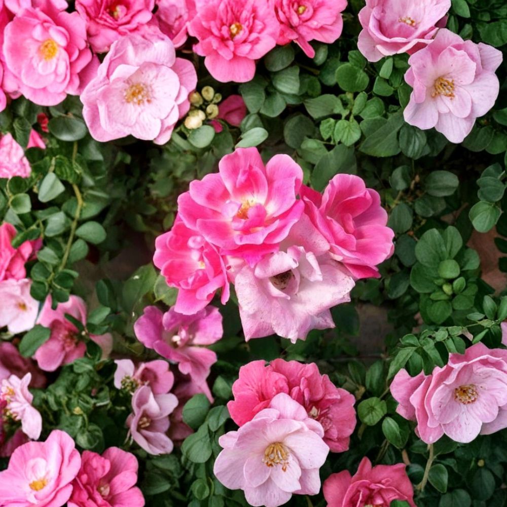 Pink Knock Out® Rose Live Plant | 2 Gallon Medium Pink Flowering Shrub | Disease Resistant Rosa hybrida
