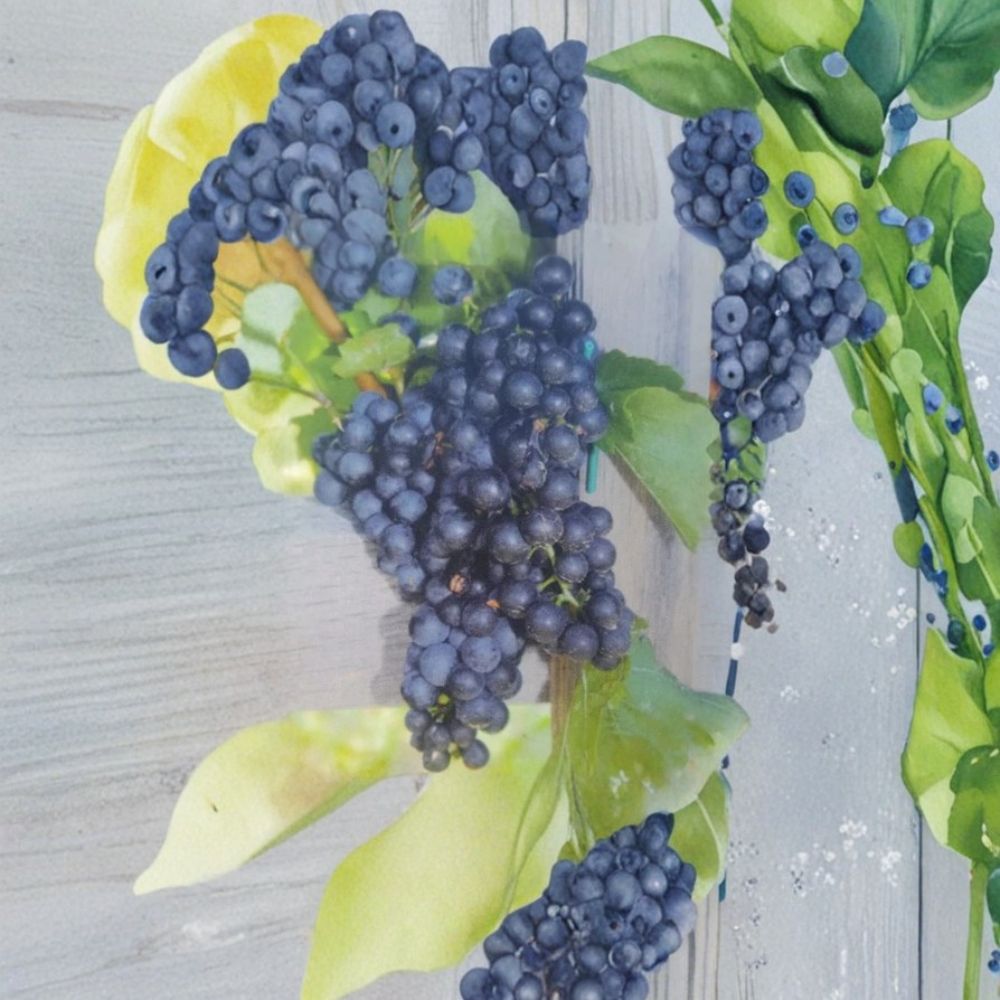 Mars Seedless Grape Vine – Vitis labrusca 'Mars' Live Plant | 2 Gallon Size | Hardy Seedless Fruit Vine