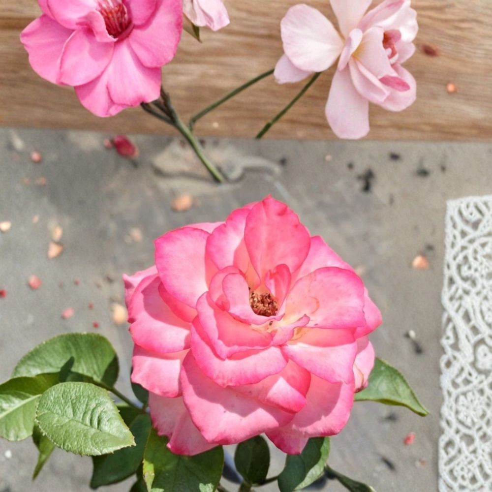 Nichole Everblooming Floribunda Rose – Live 3 Gallon Rose Bush with White & Pink Blooms