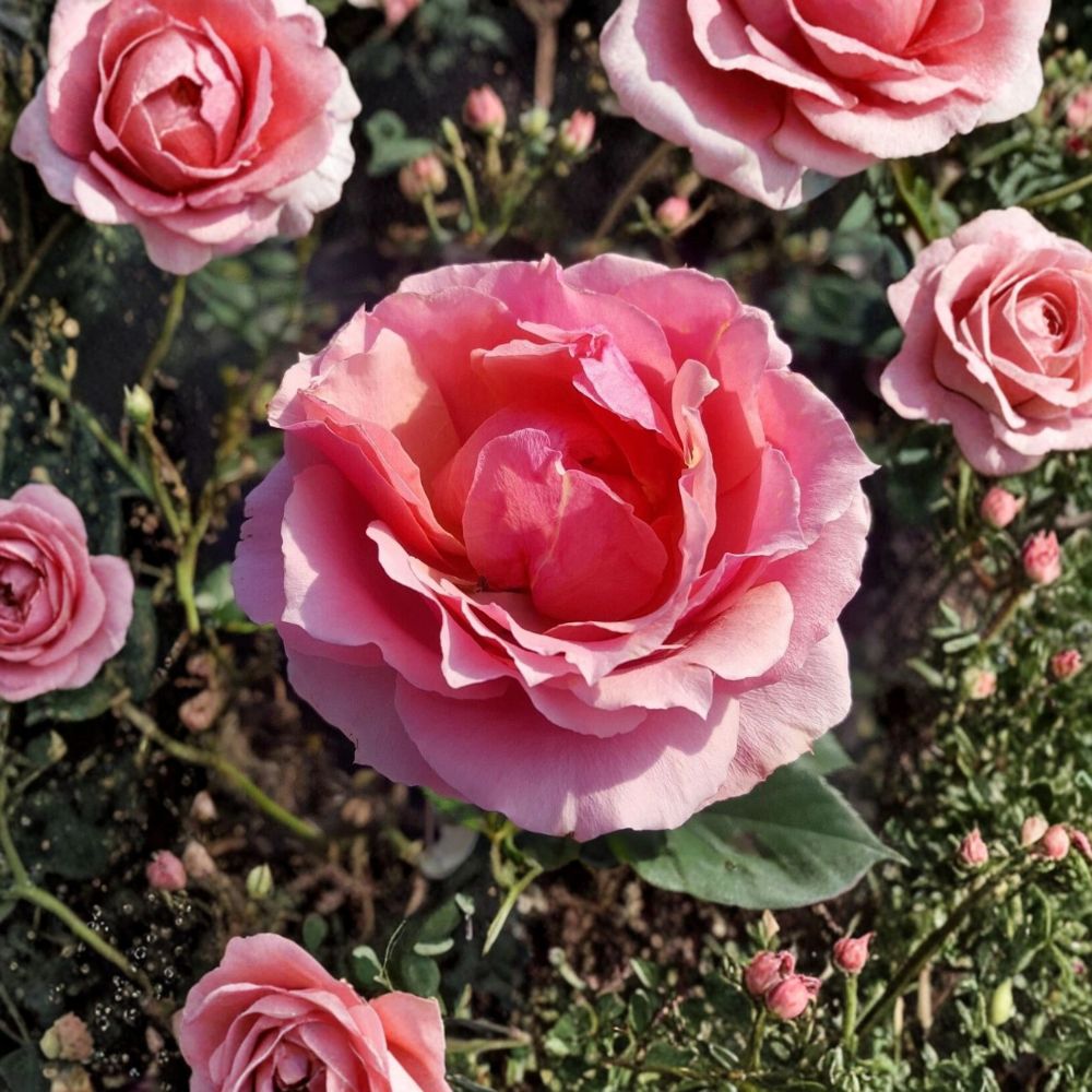 Princesse de Monaco Grandiflora Rose – Live 3 Gallon Pink & White Bi-Color Rose Bush
