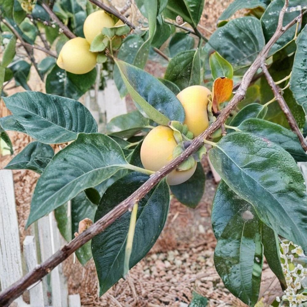 Tam-O-Pan Persimmon Tree – Diospyros kaki Live Fruit Tree | 4–6 Feet Tall | Self-Fertile Persimmon