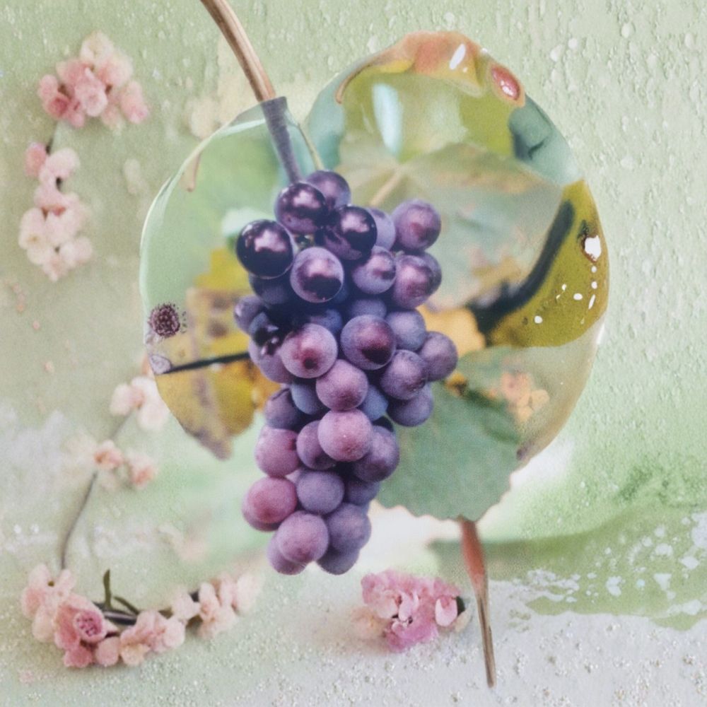 Champanel Grape Vine Live Plant | 1 Gallon | Sweet Fruit Producing Vitis spp.