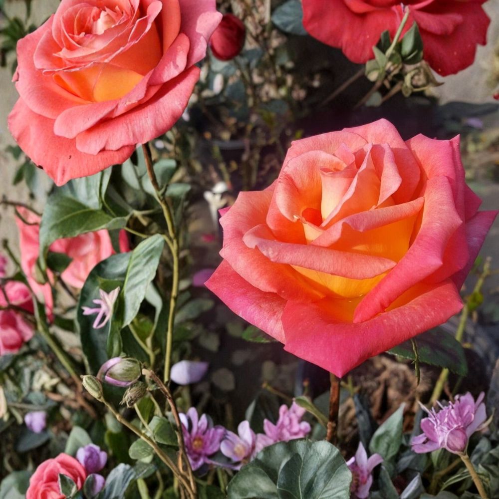 Mikado Hybrid Tea Rose Live Plant | 5 Gallon Scarlet Yellow Rose Bush | Rosa hybrida