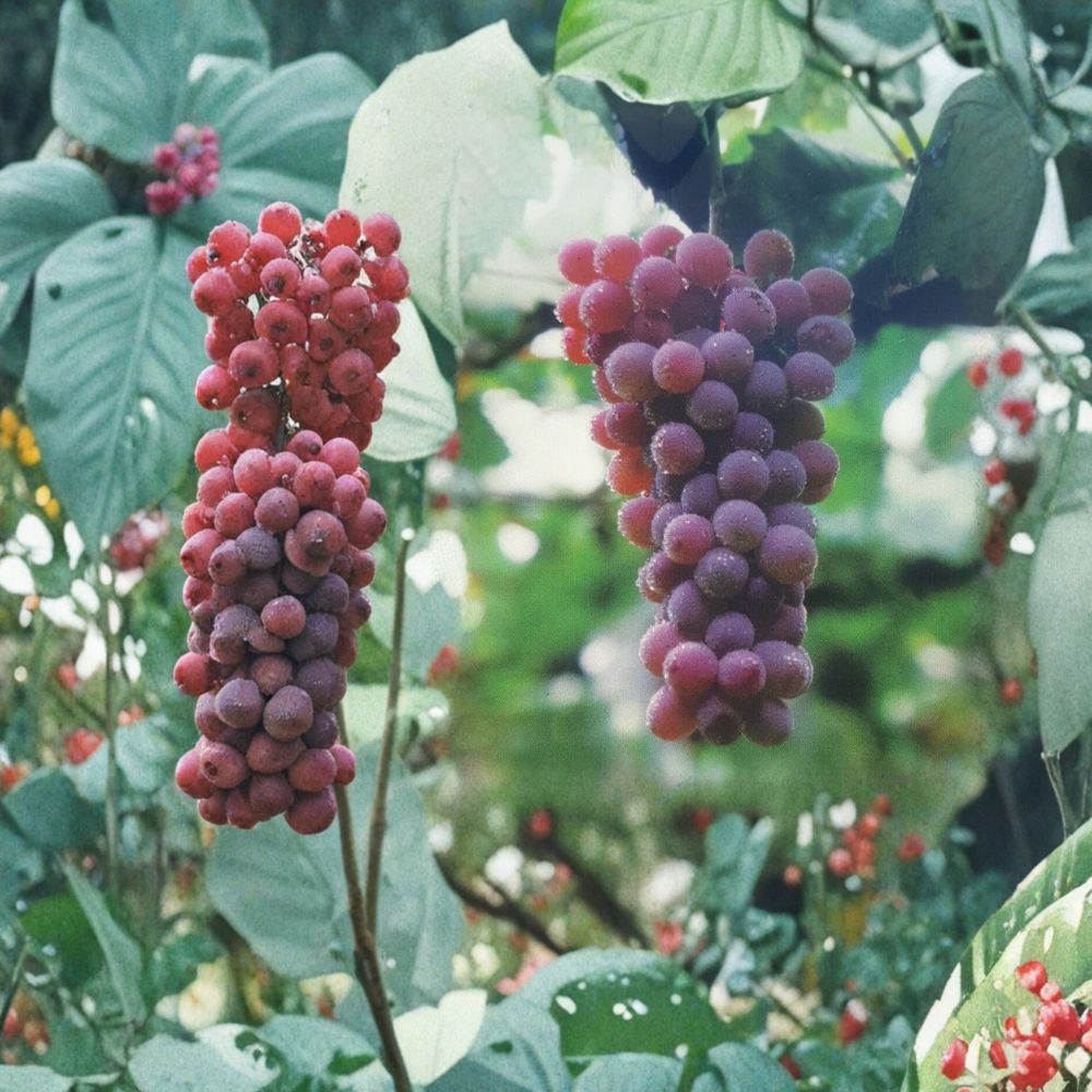 Red Flame Seedless Grape Vine - Vitis vinifera Live Plant | 3 Gallon | Sweet Red Seedless Grapes