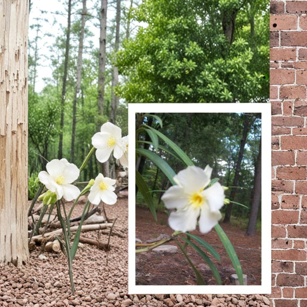 White Oleander Nerium oleander Live Plant 2 Gallon White Flowering Shrub Drought Tolerant