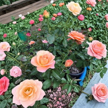 New Year Grandiflora Rose Live Bush Plant | 2 Gallon Rooted Rose