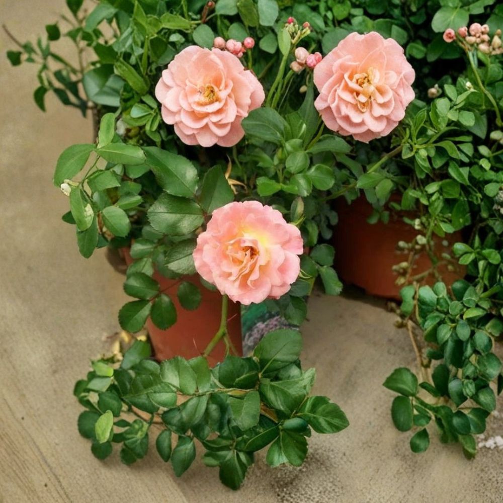 Peach Drift Rose – 3 Gallon Live Groundcover Rose Bush with Peach Blooms
