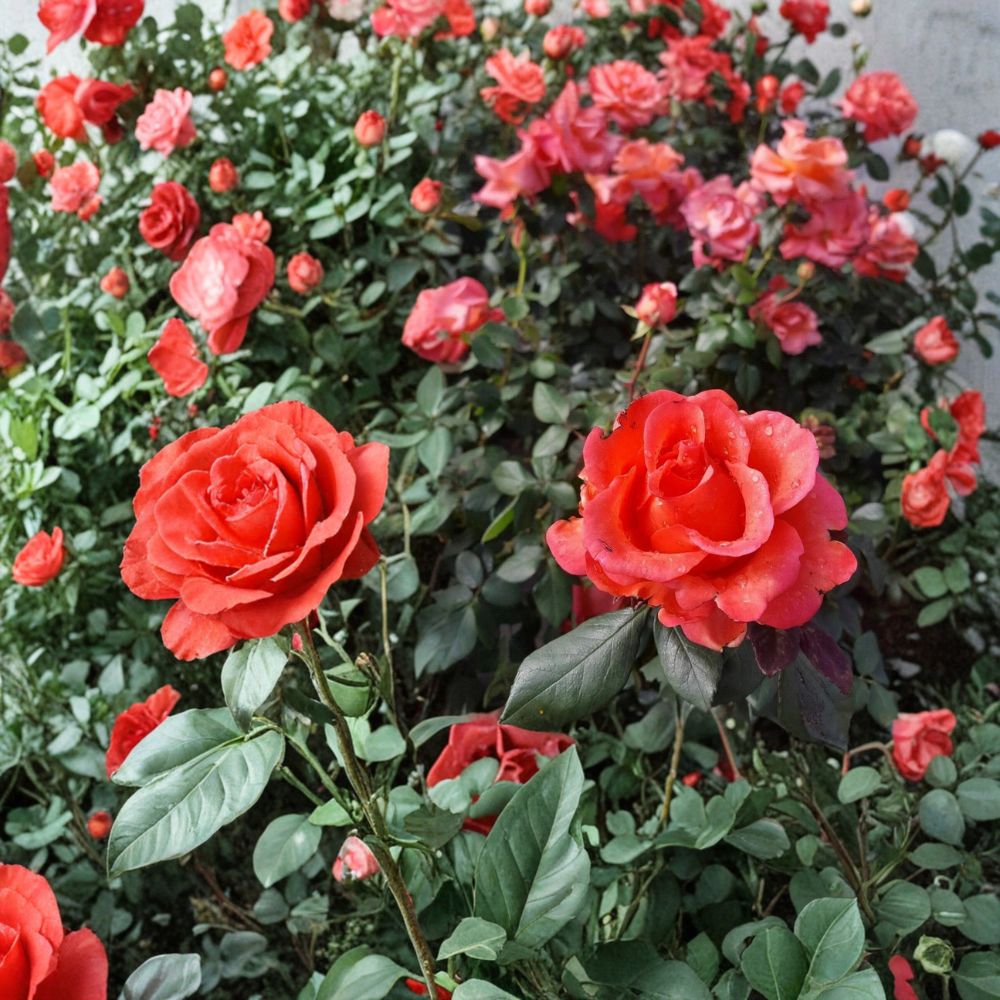 Ring of Fire Hybrid Tea Rose Live Plant | 3 Gallon | Fiery Red Orange Blooms