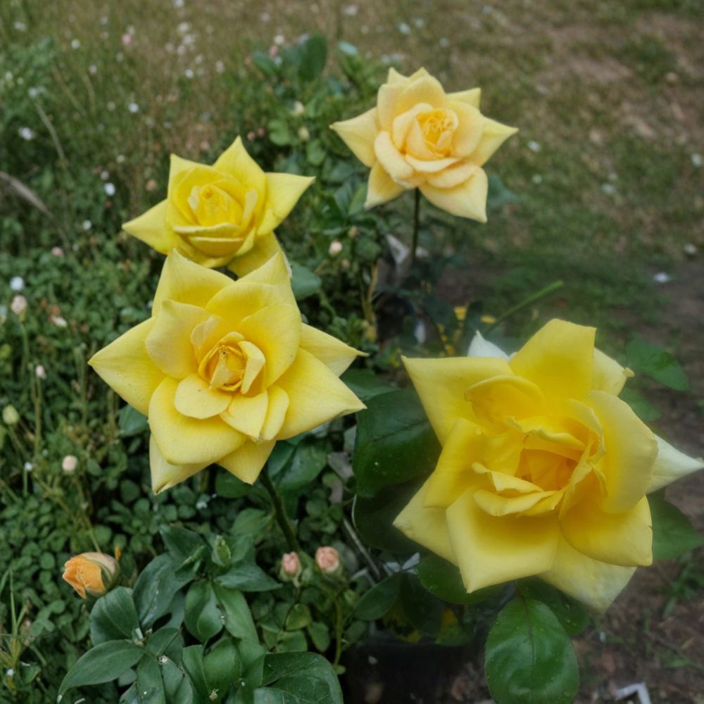 Oregold Grandiflora Rose Live Plant | 3 Gallon | Golden Yellow Blooms | Rosa hybrid 'Oregold'