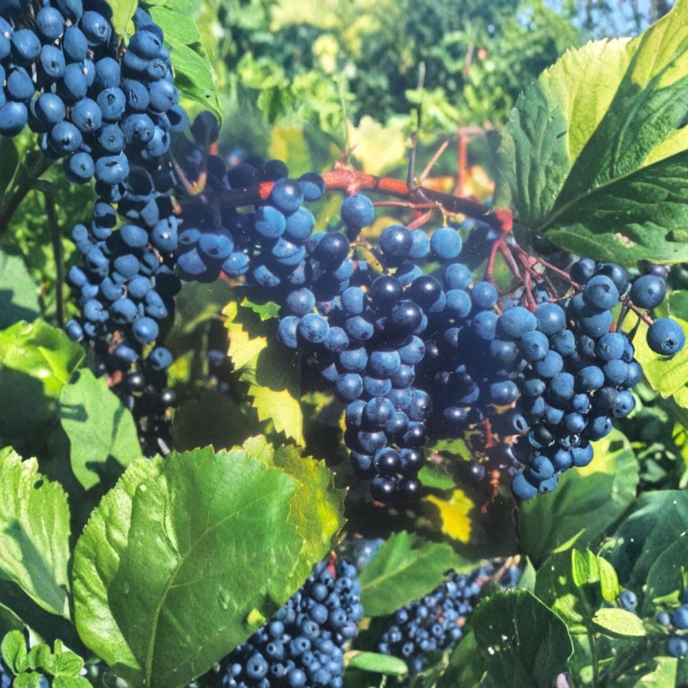 Concord Grape Vine Live Plant - Vitis labrusca | 2 Gallon Size | Sweet Fruit Producing Vine
