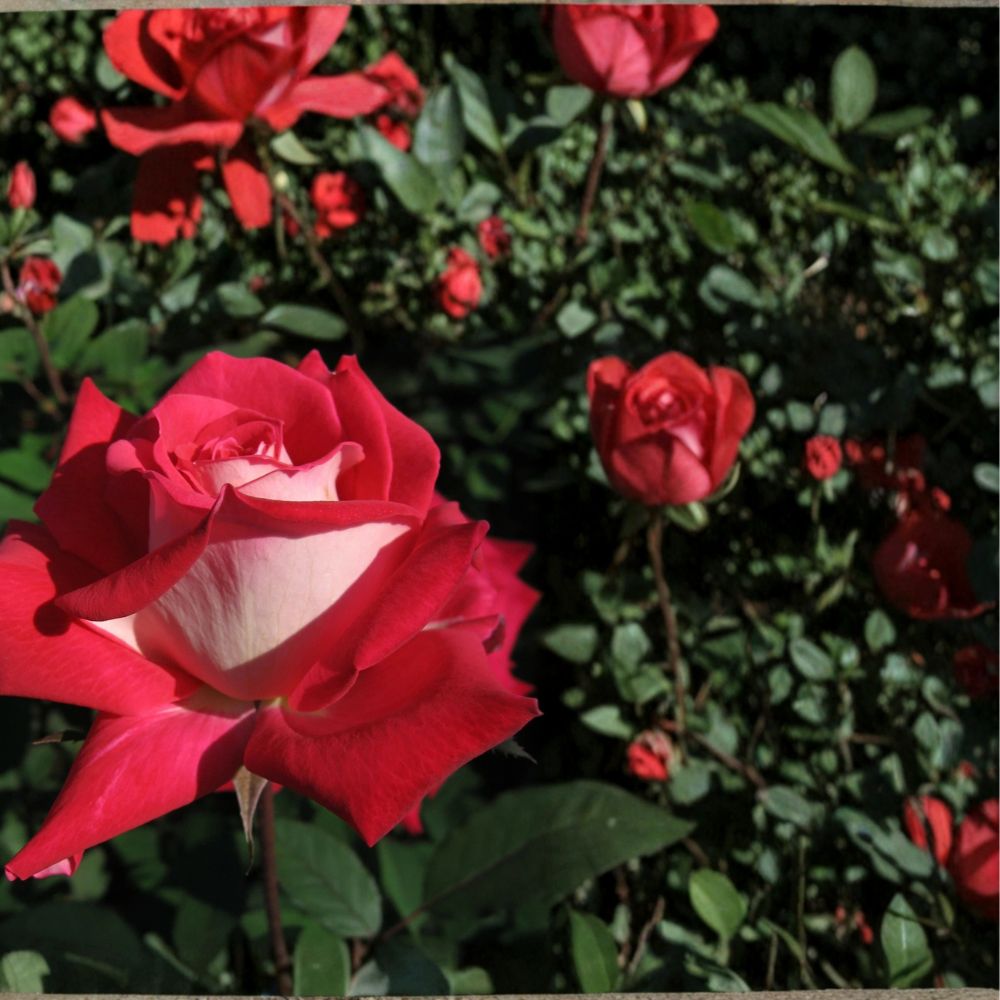 Love Grandiflora Rose Live Plant | 5 Gallon Ruby Red & White Fragrant Rose Bush