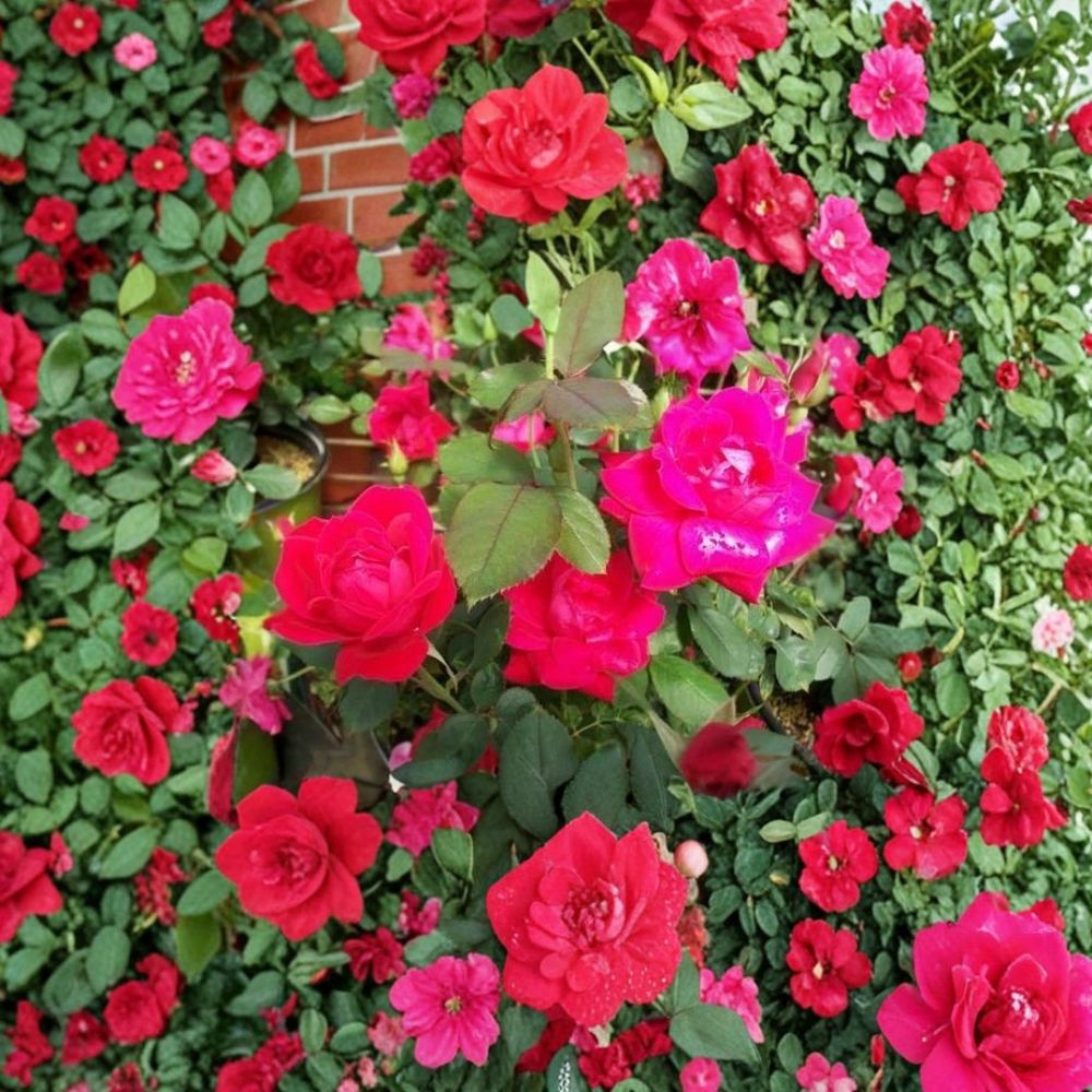 Double Knock Out® Red Rose Live Plant | 1 Gallon | Disease Resistant Flowering Shrub