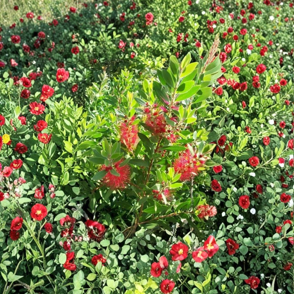 Red Bottlebrush Callistemon citrinus Live Plant 3 Gallon - Evergreen Red Flowering Shrub