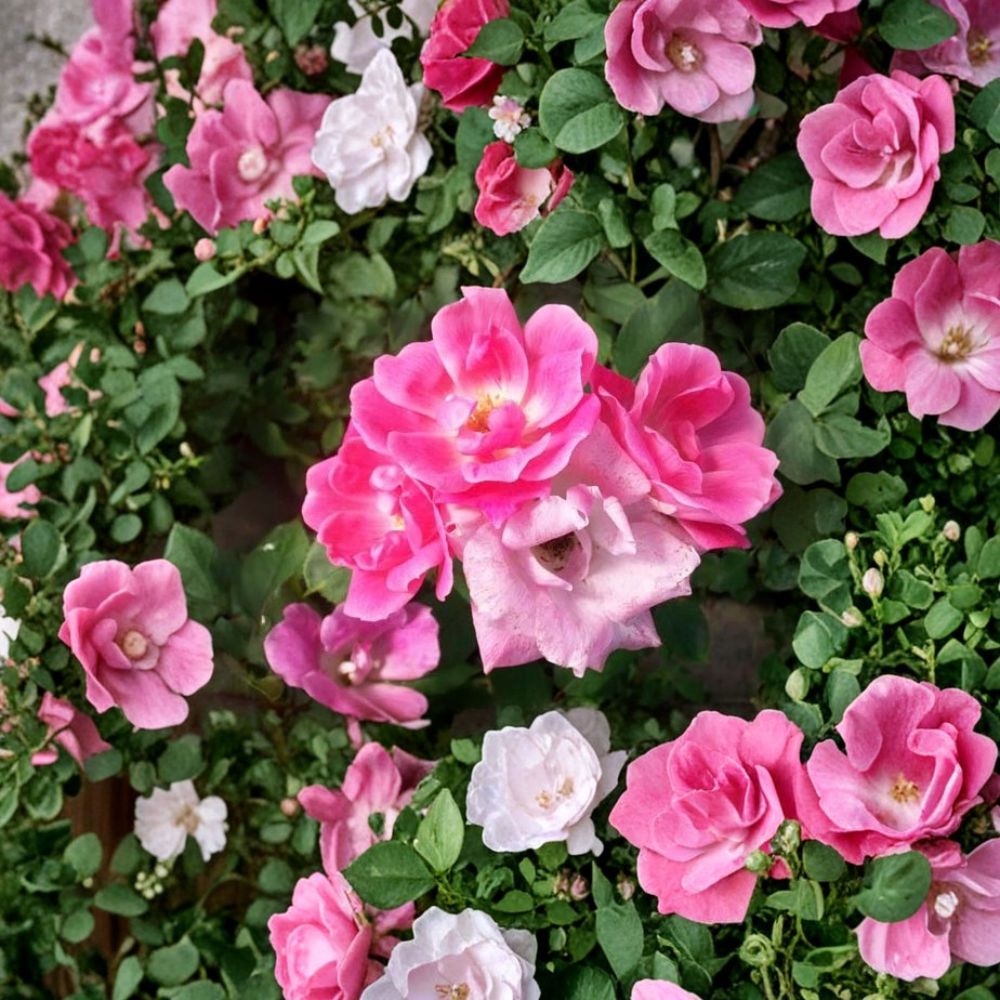 Pink Knock Out® Rose - Rosa 'RADcon' Live Shrub | 2 Gallon | Disease Resistant Medium Pink Blooms
